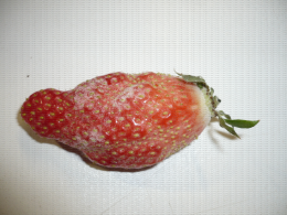 Oïdium sur fraise
